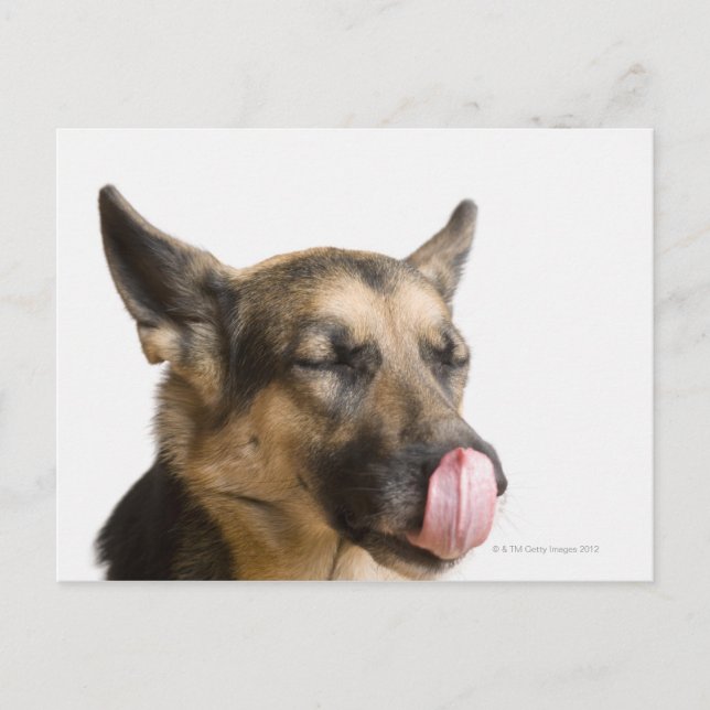 Cartão Postal Fecho de um German shepherd a lamber o nariz (Frente)