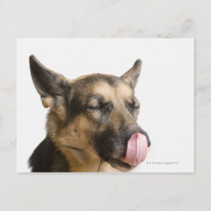 Cartão Postal Fecho de um German shepherd a lamber o nariz