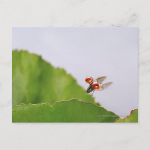 Cartão Postal Fecho de uma joaninha voando sobre uma folha