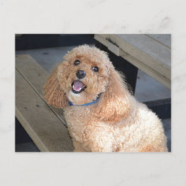 Cartão Postal Fecho do Cachorro Bonito Sorrindo na Câmera