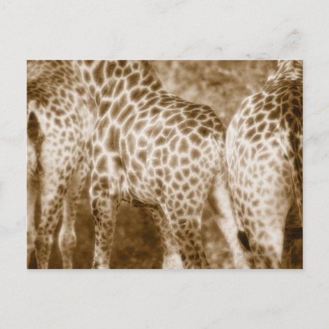Cartão Postal Fecho do Parque Nacional Girafas Kruger Sul (Frente)