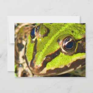 Cartão Postal Fecho do Sapo de Água Comum