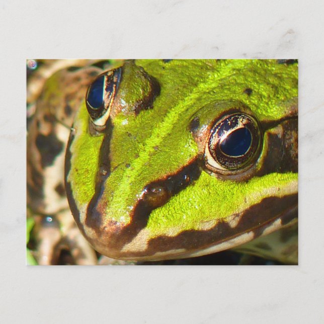 Cartão Postal Fecho do Sapo de Água Comum (Frente)