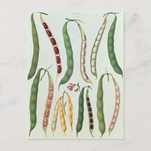 Cartão Postal Feijão (Frente)