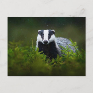 Cartão Postal Feisty Badger