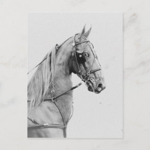 Cartão Postal Feitiço de sela