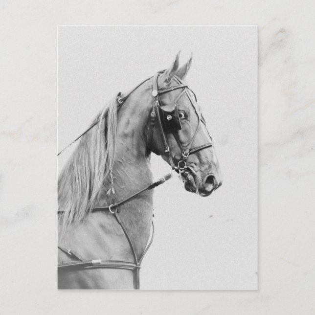 Cartão Postal Feitiço de sela (Frente)