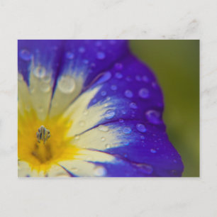 Cartão Postal Felicidade