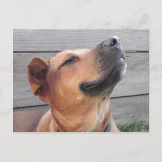 Cartão Postal Felicidade