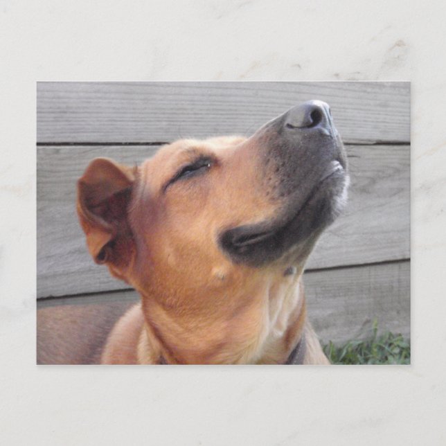 Cartão Postal Felicidade (Frente)