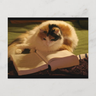 Cartão Postal Felino Lincoln