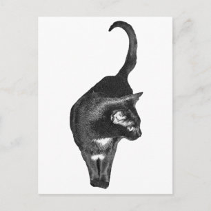 Cartão Postal Felino Sombreado Alegre
