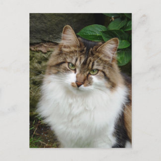 Cartão Postal Felix no modo ponderado