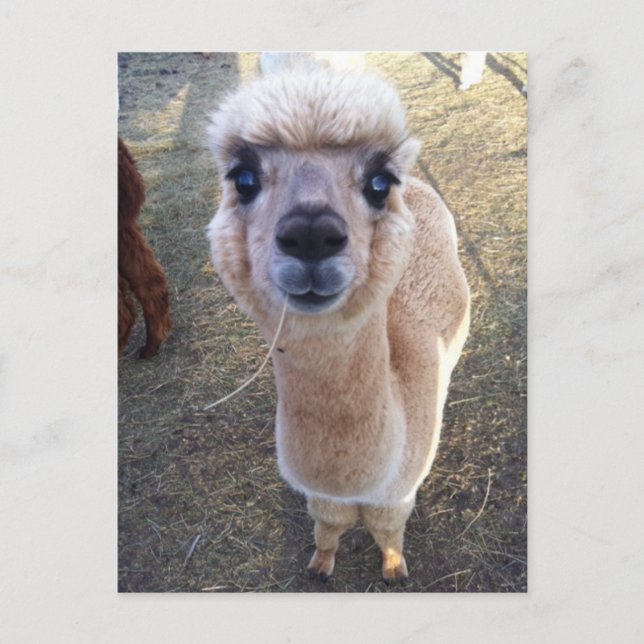 Cartão Postal Feliz alpaca diz oi (Frente)