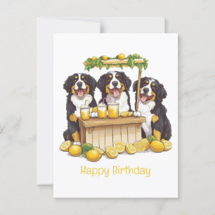 Cartão Postal Feliz Aniversário Bernese Mountain Dog Loja de Lim