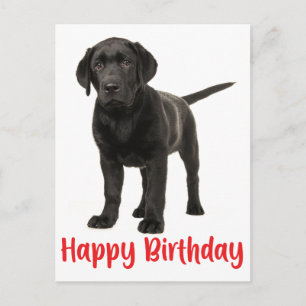Cartão Postal Feliz aniversário Black Labrador Retriever Puppy D