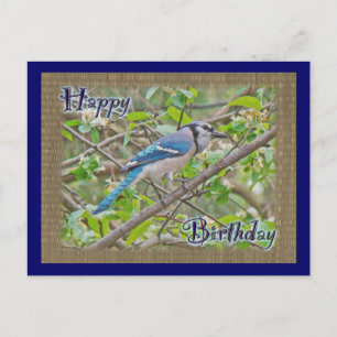 Cartão Postal Feliz aniversário Blue Jay