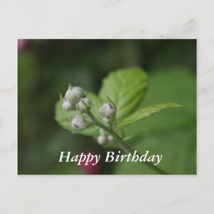 Cartão Postal Feliz Aniversário, botões de flores de framboesa s