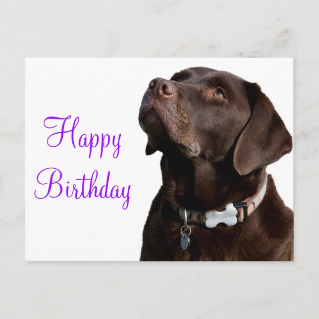 Cartão Postal Feliz Aniversário Brown Labrador Retriever Cachorr (Frente)