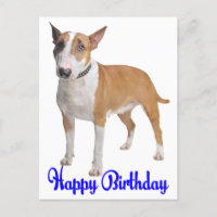 Feliz Aniversário Bull Terrier Puppy Dog