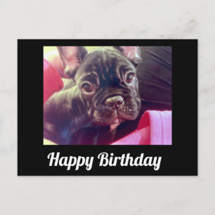 Cartão Postal Feliz Aniversário Bulldog Francês Fofo