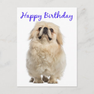 Cartão Postal Feliz Aniversário Cream Pekingese Puppy Dog Blue