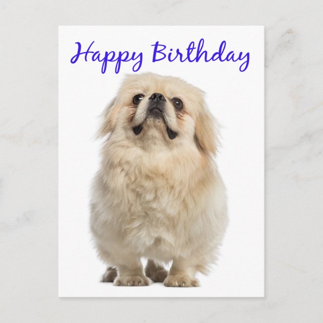 Cartão Postal Feliz Aniversário Cream Pekingese Puppy Dog Blue (Frente)