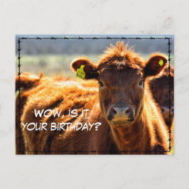 Cartão Postal Feliz Aniversário Divertido Fazenda Rural Postal H