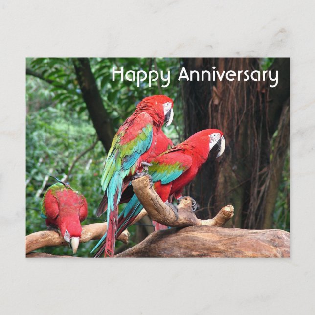 Cartão Postal Feliz aniversário dos papagaios vermelho, verde e  (Frente)