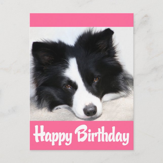 Cartão Postal Feliz aniversário Fronteira Collie Puppy Dog (Frente)