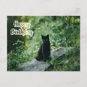 Cartão Postal Feliz Aniversário Gato Preto ao Ar Livre