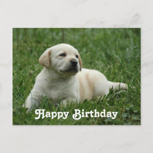 Cartão Postal Feliz Aniversário Labrador Retriever Puppy Posta C