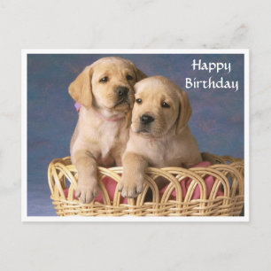 Cartão Postal Feliz Aniversário Labrador Retriever Puppy Posta C