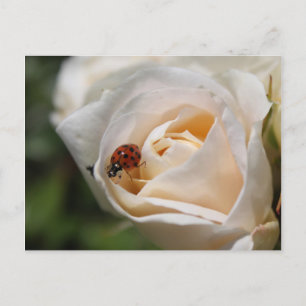 Cartão Postal Feliz aniversário. Linda flor de rosa branca