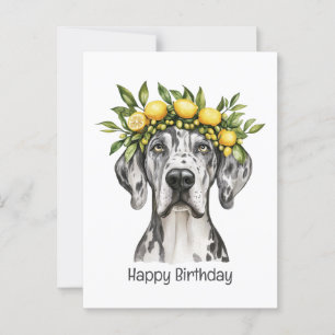 Cartão Postal Feliz Aniversário Merle Dogue Alemão Coroa de Limã
