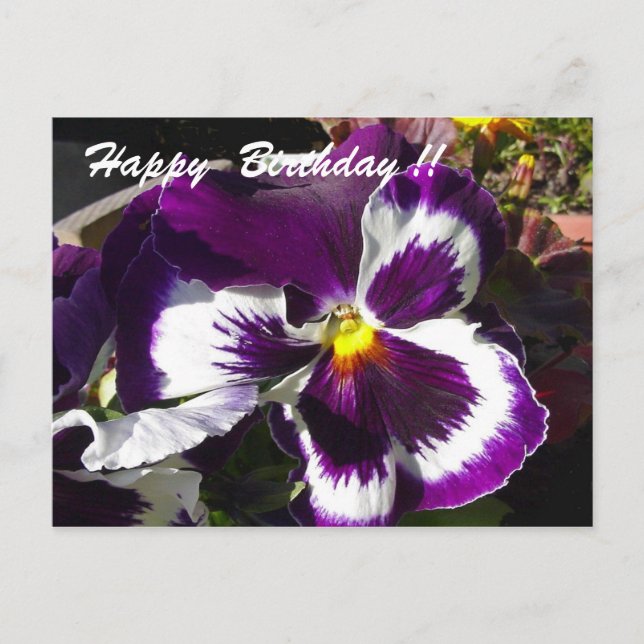 Cartão Postal Feliz aniversário Pansy (Frente)