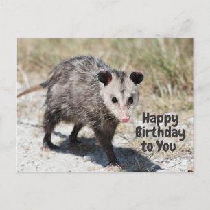 Cartão Postal Feliz Aniversário para Você Possum Fofinho Andando