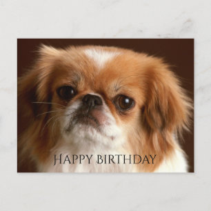 Cartão Postal Feliz Aniversário, Pekingese Red Brown, Cachorro N