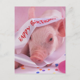 Cartão Postal Feliz aniversário porco
