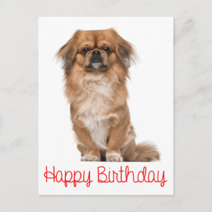 Cartão Postal Feliz Aniversário Puppy Dog Pekingese