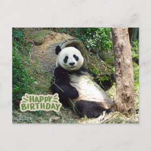 Cartão Postal Feliz Aniversário Urso Panda Gigante