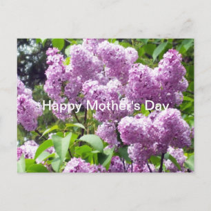 Cartão Postal Feliz Dia de as mães Lilac Bush