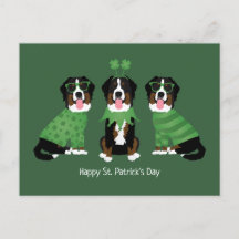 Feliz Dia de São Patrício Bernese Mountain Dogs