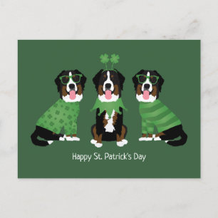Cartão Postal Feliz Dia de São Patrício Bernese Mountain Dogs