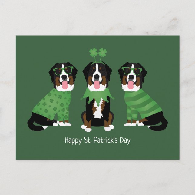 Cartão Postal Feliz Dia de São Patrício Bernese Mountain Dogs (Frente)