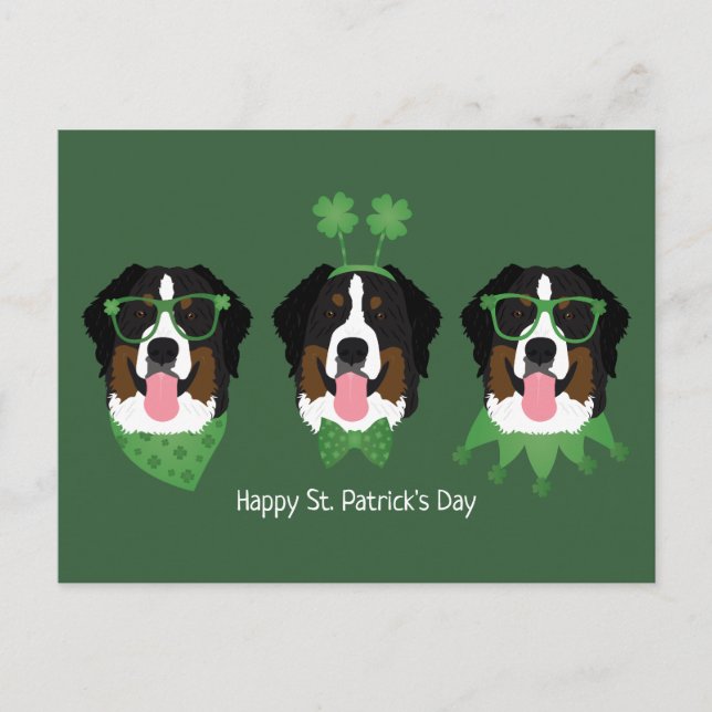 Cartão Postal Feliz Dia de São Patrício Bernese Mountain Dogs (Frente)
