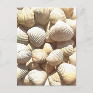 Cartão Postal Feliz Dia dos Pais, Conchas, Foto Praia de Verão
