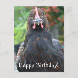 Cartão Postal Feliz Frango de Aniversário... Partridge Cochin Po