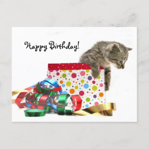 Cartão Postal Feliz gatinho de aniversário