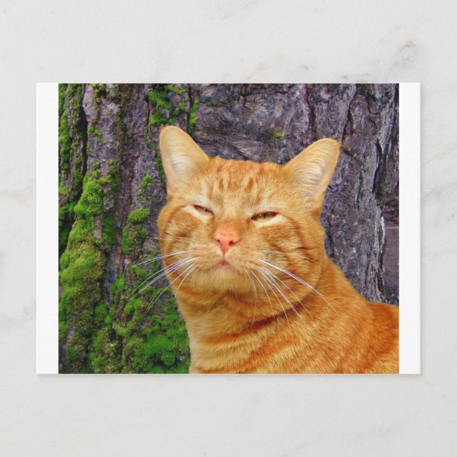 Cartão Postal Feliz Gatinho Kat! (Frente)